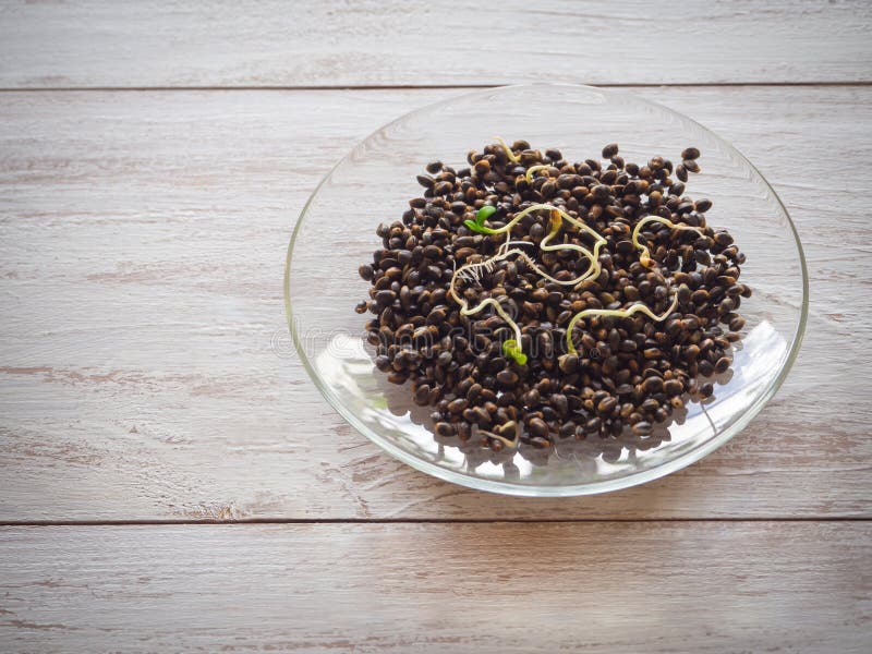 Σπόροι κάνναβης Superfood Βλαστημένα σιτάρια στο ξύλινο υπόβαθρο στοκ φωτογραφία Σπόροι κάνναβης Superfood Βλαστημένα σιτάρια στο ξύλινο υπόβαθρο στοκ φωτογραφία