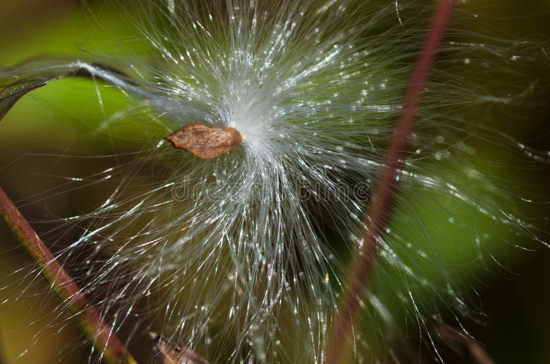 Σπόρος Milkweed στο φως του ήλιου στοκ φωτογραφίες Σπόρος Milkweed στο φως του ήλιου στοκ φωτογραφίες