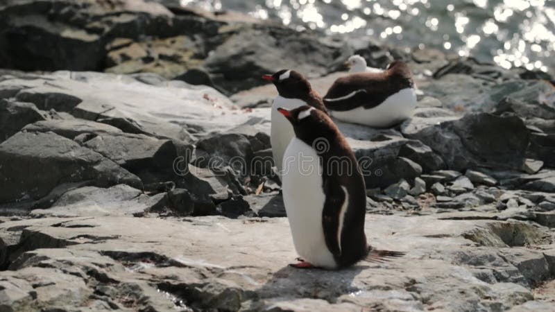 Στάση Penguins στις πέτρες στα πλαίσια του νερού