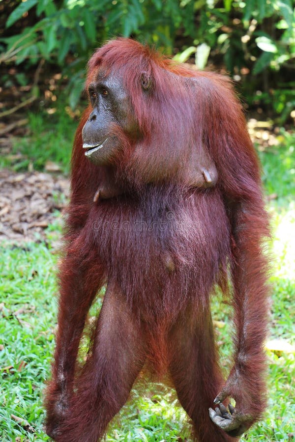 Στάση θηλυκού orangutan στο δάσος του Μπόρνεο στοκ φωτογραφίες με δικαίωμα ελεύθερης χρήσης
