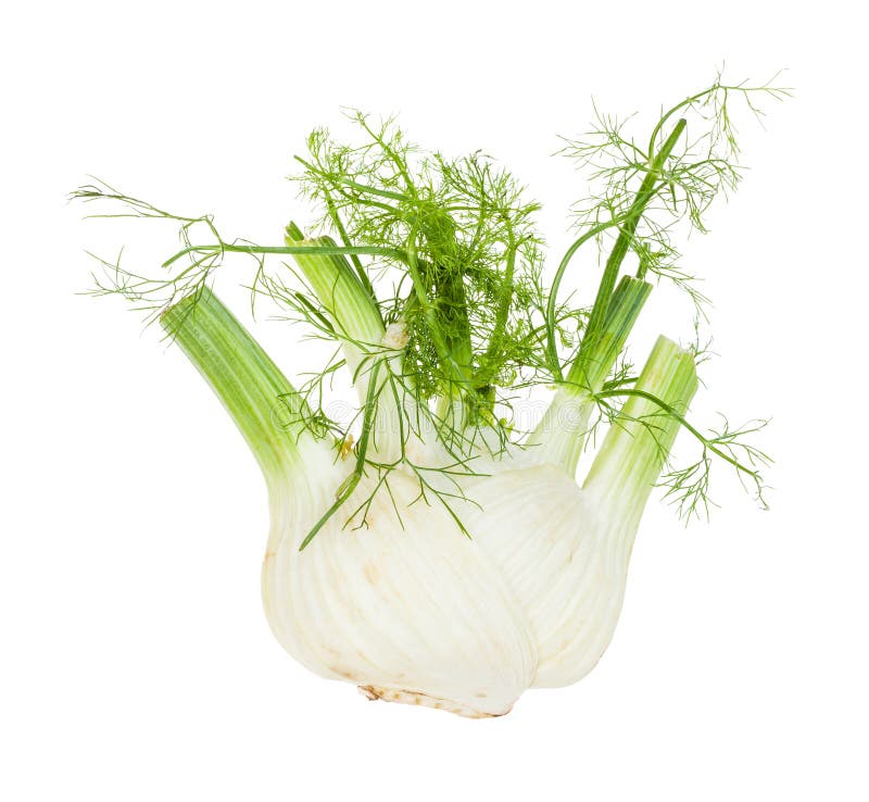Στέλεχος μάραθου Ripe Florence απομονωμένο με φύλλωμα στοκ εικόνα