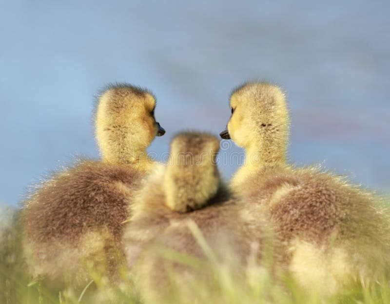 Στήριξη χήνων μωρών στοκ εικόνες
