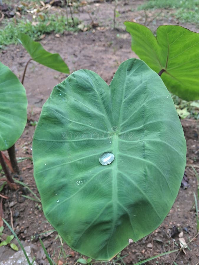 A water droplet shining on colocasia leaf. Colocasia is also known as Arbi in India. A water droplet shining on colocasia leaf. Colocasia is also known as Arbi in India