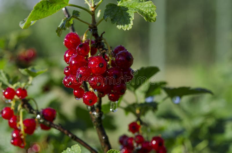 Σταγόνες βροχής στις δέσμες redcurrant των μούρων που αυξάνονται σε έναν πράσινο θάμνο στον κήπο στοκ εικόνα με δικαίωμα ελεύθερης χρήσης Σταγόνες βροχής στις δέσμες redcurrant των μούρων που αυξάνονται σε έναν πράσινο θάμνο στον κήπο στοκ εικόνα με δικαίωμα ελεύθερης χρήσης