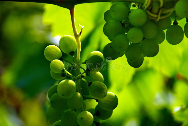 An image of grapes during summer. An image of grapes during summer.