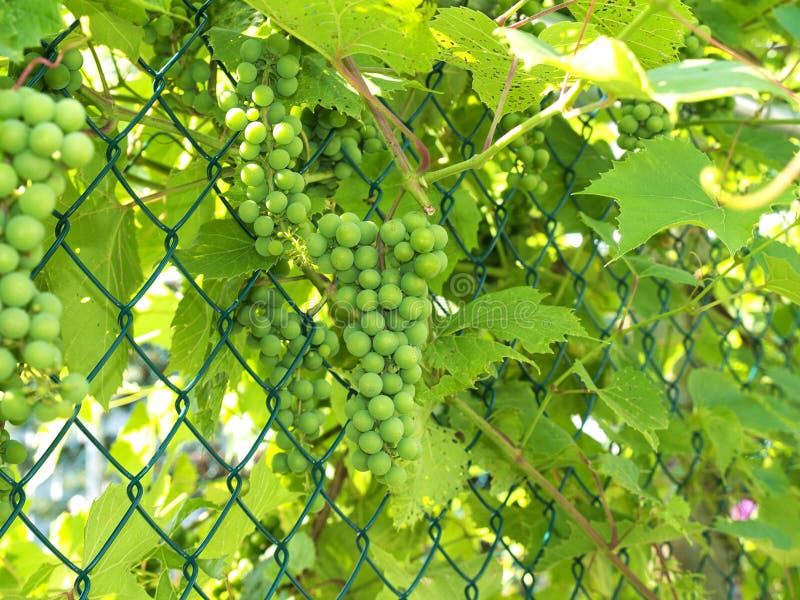 Unripe green grape bunches mid summer on fence. Unripe green grape bunches mid summer on fence
