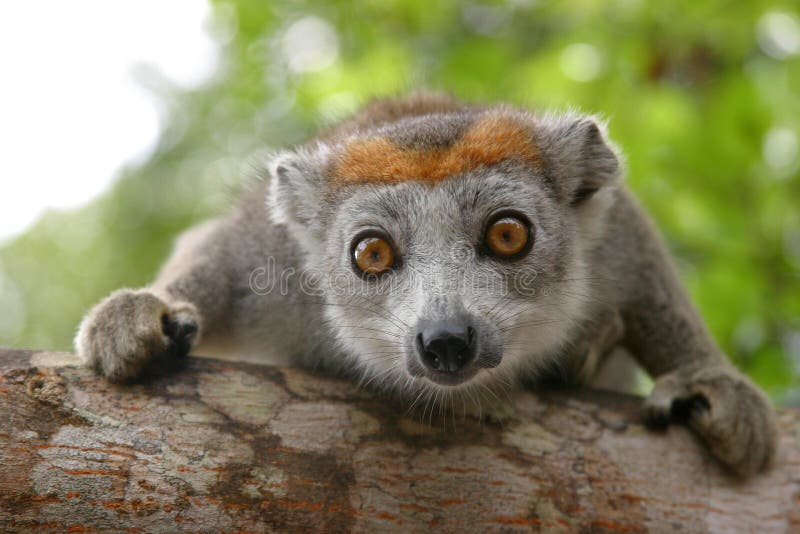 Crowned lemur peering down from it's branch. Crowned lemur peering down from it's branch