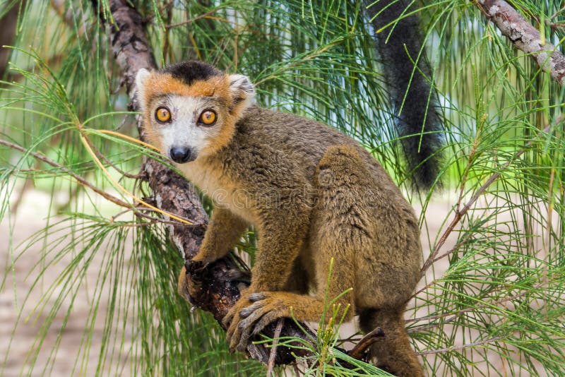 Crowned lemur (Eulemur Coronatus), endemic lemur from northern Madagascar. Crowned lemur (Eulemur Coronatus), endemic lemur from northern Madagascar