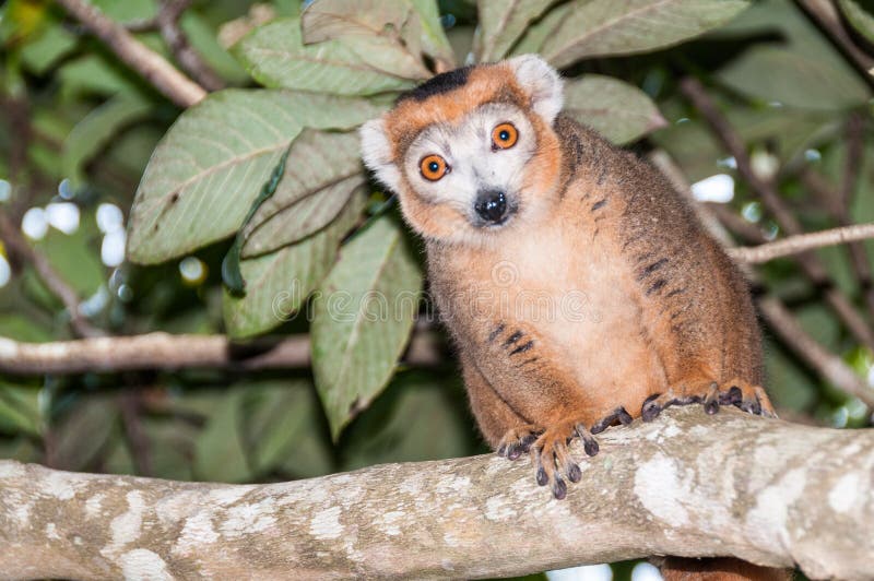 Male crowned lemur in Amber Mountain National Park, Madagascar. Male crowned lemur in Amber Mountain National Park, Madagascar.