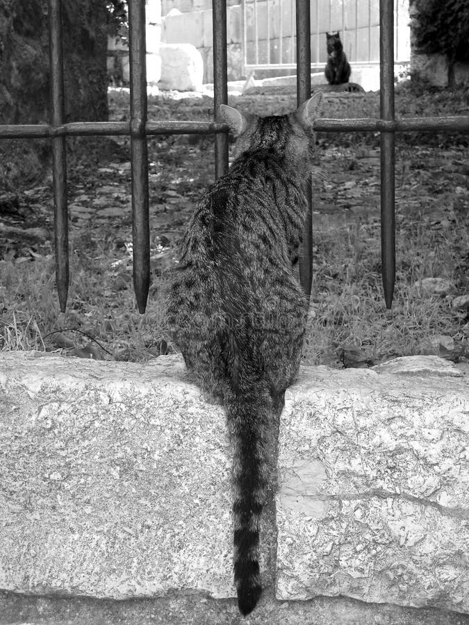 Στενή επάνω και μαύρη γάτα Cat’s στην απόσταση στοκ φωτογραφίες Στενή επάνω και μαύρη γάτα Cat’s στην απόσταση στοκ φωτογραφίες