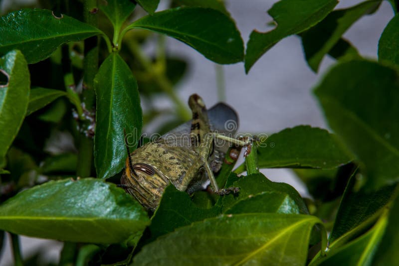 Στενή ευθεία άποψη κίτρινο grasshopper που κρύβεται πίσω από ένα φύλλο στοκ φωτογραφία Στενή ευθεία άποψη κίτρινο grasshopper που κρύβεται πίσω από ένα φύλλο στοκ φωτογραφία