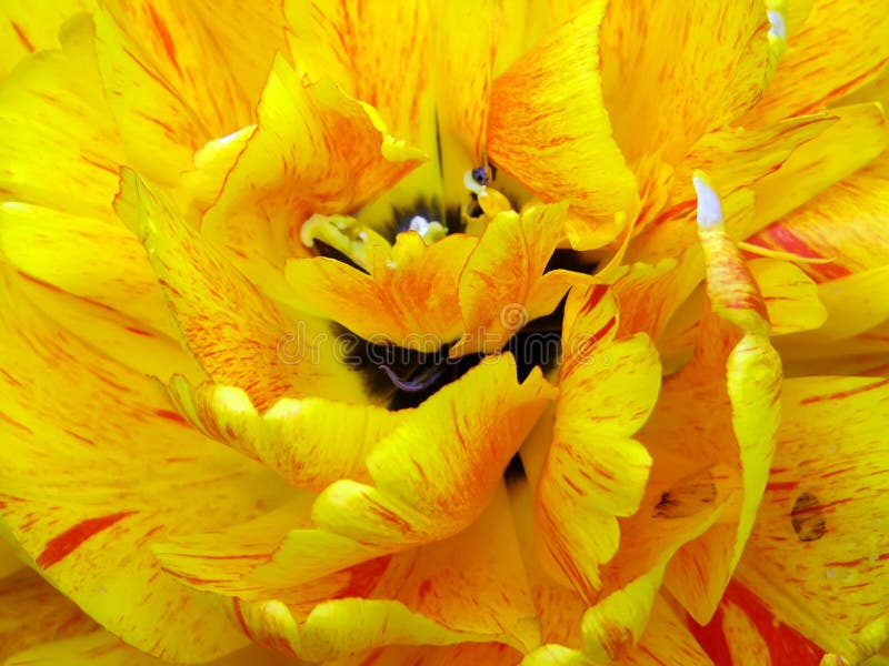 Colorful bright yellow tulip close-up macro flower. Colorful bright yellow tulip close-up macro flower