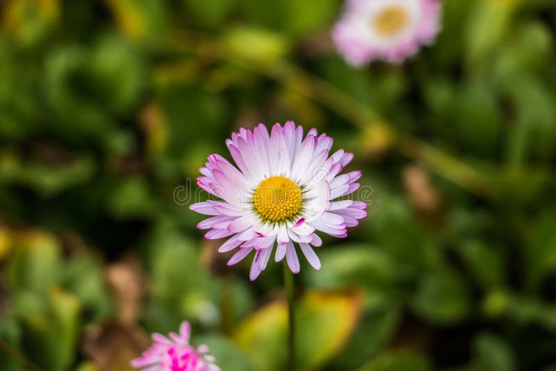 Στενή φωτογραφία της πορφυρής αγγλικής Daisy στοκ φωτογραφίες