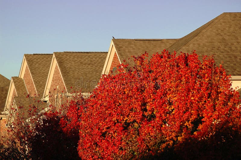 Close view of Neighborhood Rooftops, horizontal. Tree with red leaves is 50% of foreground. Close view of Neighborhood Rooftops, horizontal. Tree with red leaves is 50% of foreground