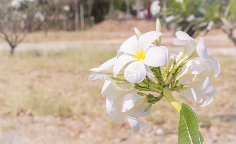 Στενό άσπρο frangipani στοκ φωτογραφίες