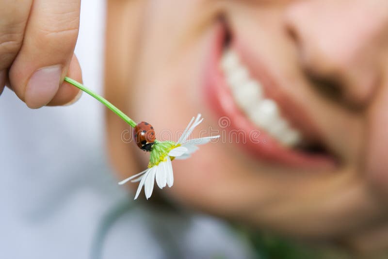 στενό λουλούδι ladybug που χα&m στοκ εικόνες στενό λουλούδι ladybug που χα&m στοκ εικόνες