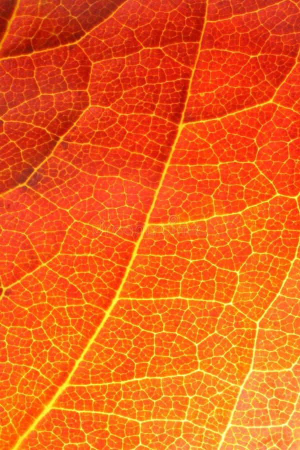 Orange leaf close-up with beautiful orange gradient. Orange leaf close-up with beautiful orange gradient