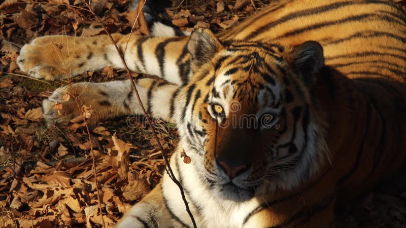 Στενό πορτρέτο της τίγρης amur που βρίσκεται στα ξηρά φύλλα Πάρκο σαφάρι Primorsky, Ρωσία