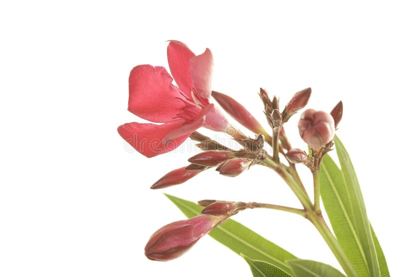 Hardy red oleander flowers close up; isolated on white background. Hardy red oleander flowers close up; isolated on white background