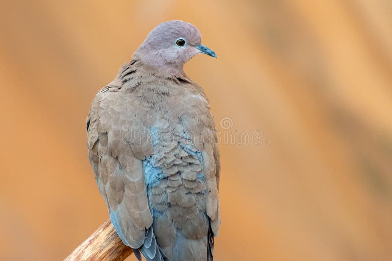 Στενός ένας επάνω ενός senegalensis Spilopelia περιστεριών γέλιου κάθεται σε μια προεξοχή στα Ηνωμένα Αραβικά Εμιράτα με ένα μαλα στοκ εικόνα