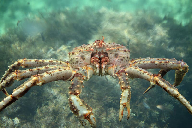 Kamchatka King crab in the waters of the Pacific ocean. Kamchatka King crab in the waters of the Pacific ocean