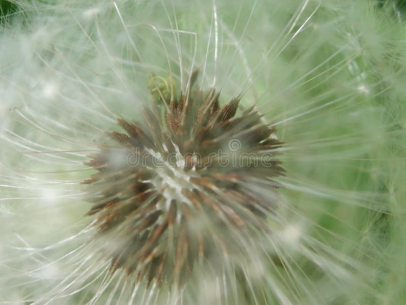 Στενός επάνω πικραλίδων Taraxacum officinale στοκ φωτογραφίες με δικαίωμα ελεύθερης χρήσης Στενός επάνω πικραλίδων Taraxacum officinale στοκ φωτογραφίες με δικαίωμα ελεύθερης χρήσης