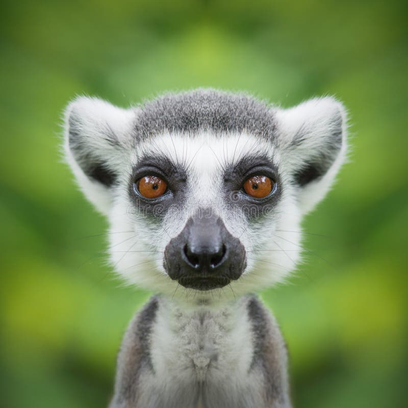 Close-up of lemur`s face. Close-up of lemur`s face