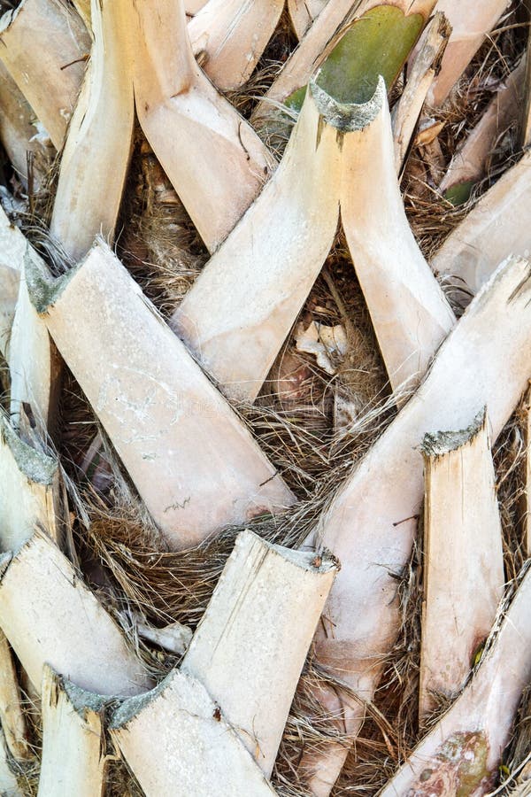 Στενός επάνω φλοιών Palmetto στοκ εικόνες Στενός επάνω φλοιών Palmetto στοκ εικόνες