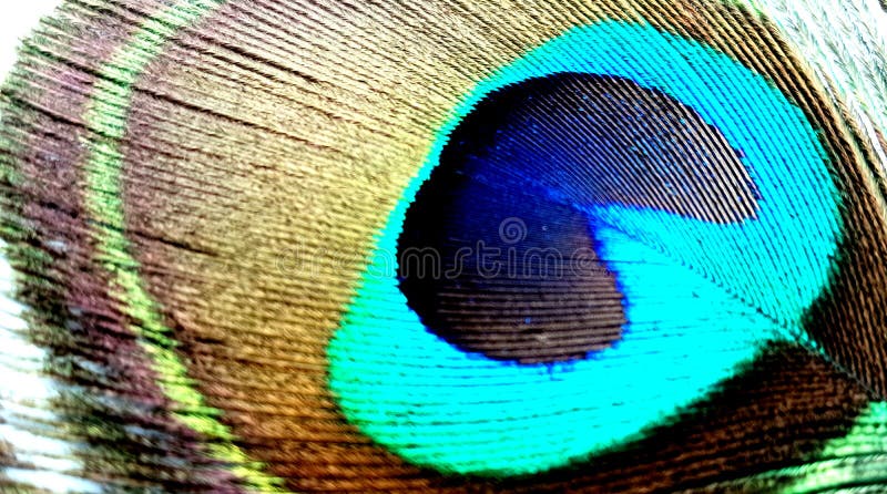 Στενός επάνω φτερών Peacock που απομονώνεται σε ένα άσπρο υπόβαθρο στοκ φωτογραφίες με δικαίωμα ελεύθερης χρήσης Στενός επάνω φτερών Peacock που απομονώνεται σε ένα άσπρο υπόβαθρο στοκ φωτογραφίες με δικαίωμα ελεύθερης χρήσης