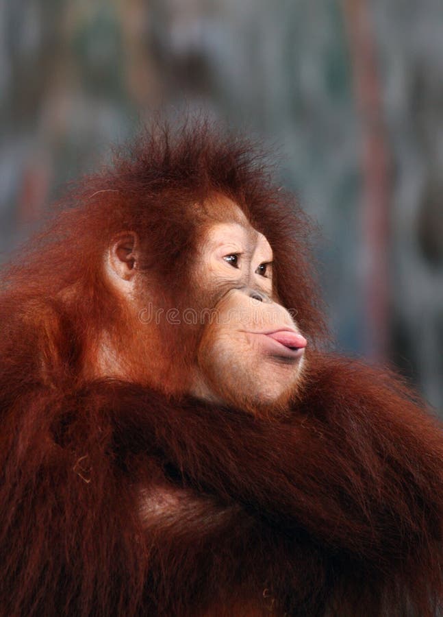 στενός θηλυκός orangutan επάνω στοκ φωτογραφία