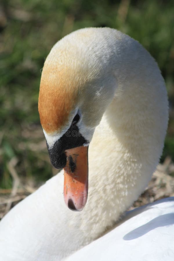 A swan in close up. A swan in close up