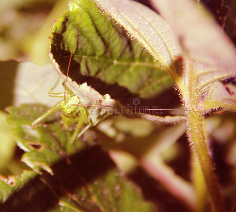 Στη χλόη που κάθεται grasshopper στοκ φωτογραφία Στη χλόη που κάθεται grasshopper στοκ φωτογραφία