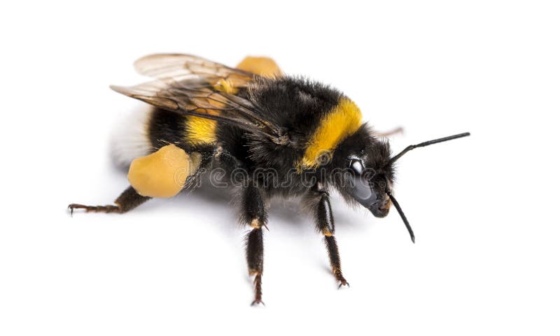 Στιλβωμένος-παρακολουθημένο bumblebee, terrestris Bombus, που απομονώνονται στοκ φωτογραφία