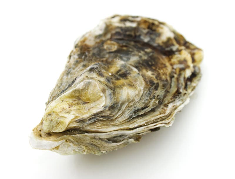 Close-up view of oyster on white backgound. Close-up view of oyster on white backgound