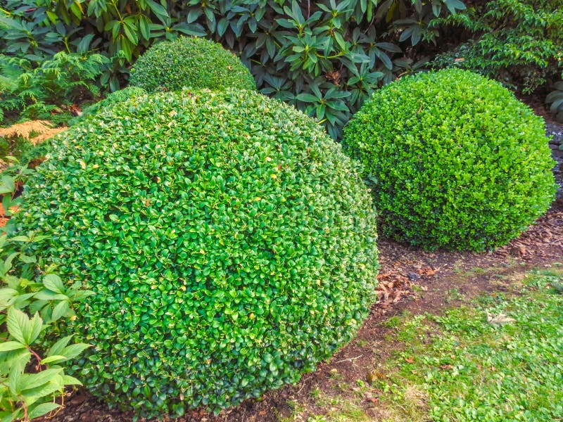 Round bushes in Cloudehill gardens in Olinda, Victoria, Australia. Round bushes in Cloudehill gardens in Olinda, Victoria, Australia