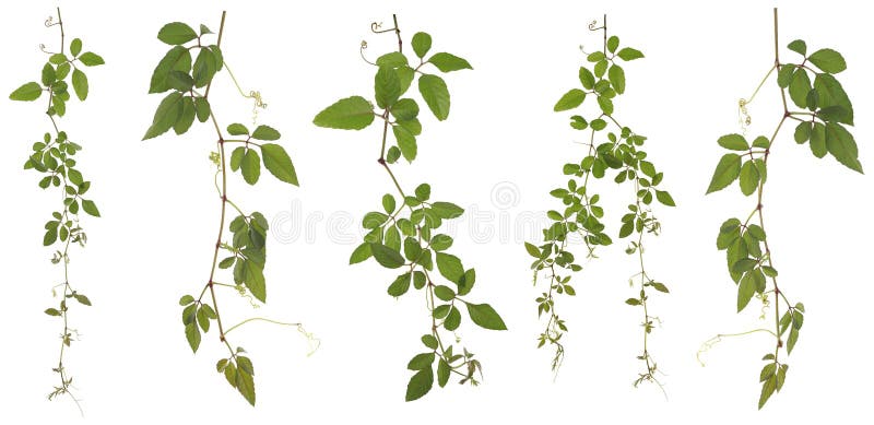 Συλλεχθε'ν Cayratia Japonica που απομονώνεται στο άσπρο υπόβαθρο στοκ φωτογραφίες Συλλεχθε'ν Cayratia Japonica που απομονώνεται στο άσπρο υπόβαθρο στοκ φωτογραφίες