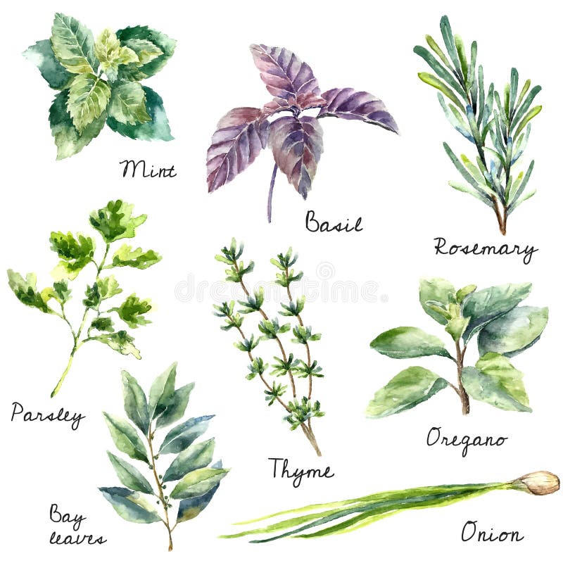 Watercolor collection of fresh herbs isolated: mint, basil, rosemary, parsley, oregano, thyme, bay leaves, green onion. Hand draw illustration. Watercolor collection of fresh herbs isolated: mint, basil, rosemary, parsley, oregano, thyme, bay leaves, green onion. Hand draw illustration.