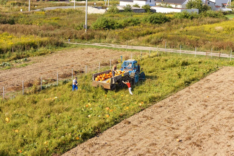 Harvest orange pumpkin, harvest pumpkin, tractor collects pumpkin in the field, kholmogorovka village, Kaliningrad region, Russia, September 1, 2019. Harvest orange pumpkin, harvest pumpkin, tractor collects pumpkin in the field, kholmogorovka village, Kaliningrad region, Russia, September 1, 2019