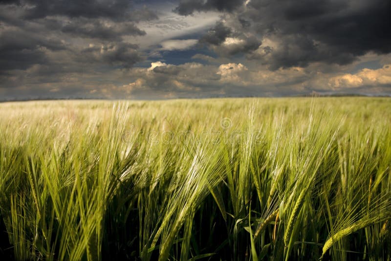 Barley crop ripening and threatened by storm. Barley crop ripening and threatened by storm