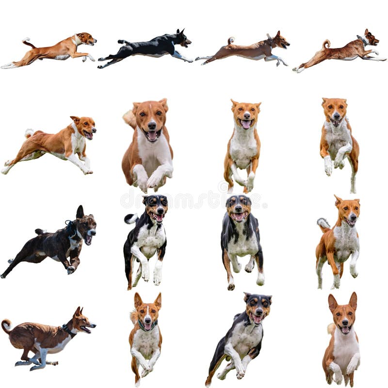 συλλαλητήριο σκύλων basenji που τρέχει κυνήγι απευθείας στην κάμερα απομονωμένο σε λευκό φόντο σε πλήρη ταχύτητα στον ανταγωνισμό στοκ εικόνες