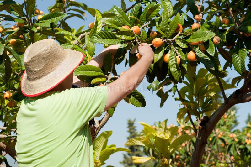 Fruit picker at work during the loquat harvest. Fruit picker at work during the loquat harvest