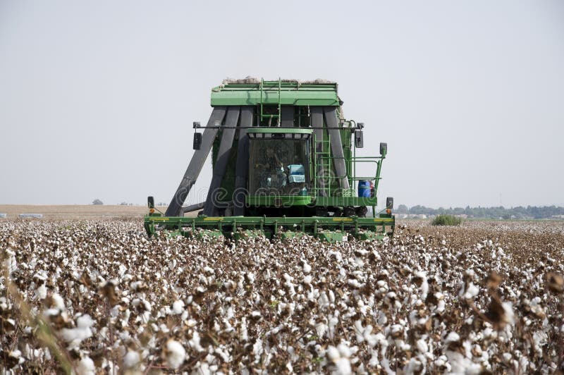 Cotton picker in cotton field. Cotton picker in cotton field