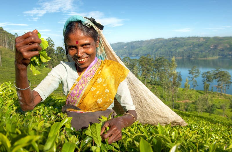 Tea picker at a plantation in Sri Lanka. Tea picker at a plantation in Sri Lanka