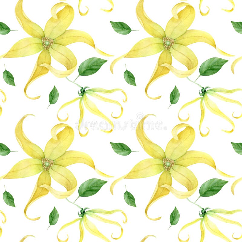 Συλλογή Watercolor ylang ylang διανυσματική απεικόνιση Συλλογή Watercolor ylang ylang διανυσματική απεικόνιση