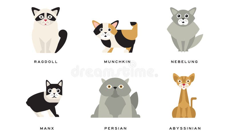 συλλογή από διαφορετικές γάτες φυλές manx persian abyssinian ragdolmunchkin nebelung υπέροχα κατοικίδια διανυσματική απεικόνιση