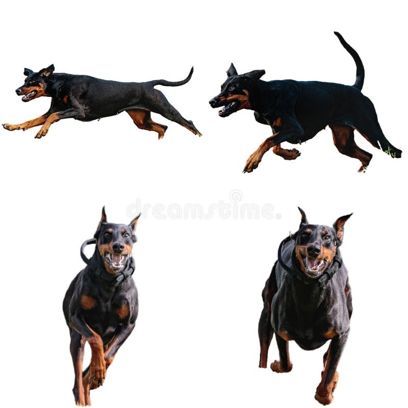 συλλογή σκύλων dobermann που κυνηγούν κατ' ευθείαν φωτογραφικές μηχανές απομονωμένες σε λευκό φόντο με πλήρη ταχύτητα στον ανταγων στοκ εικόνα