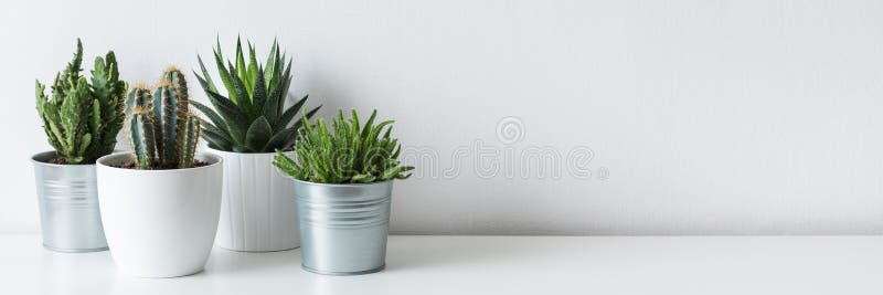 Συλλογή του διάφορου κάκτου και των succulent εγκαταστάσεων στα διαφορετικά δοχεία Σε δοχείο εγκαταστάσεις σπιτιών κάκτων στο άσπ στοκ εικόνα