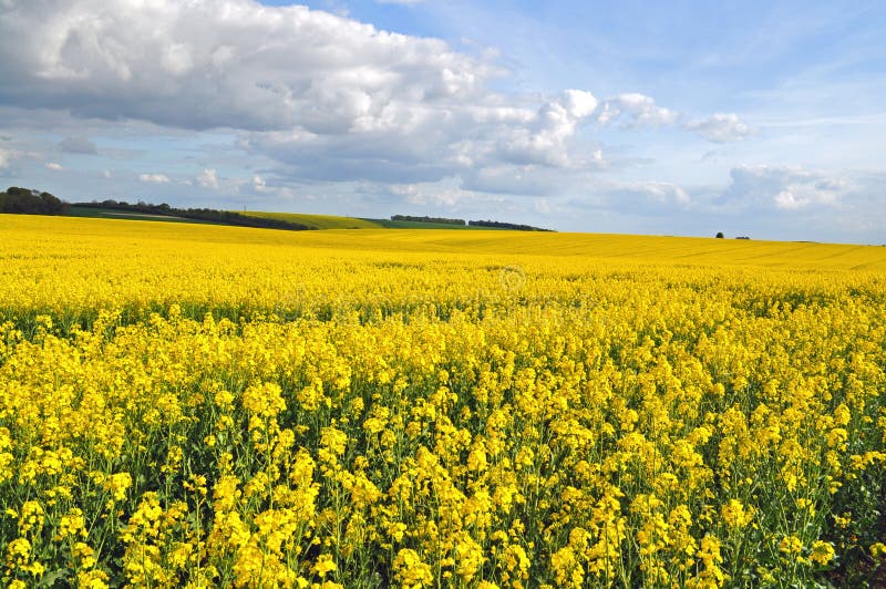 A bright yellow field of rapeseed set against blue sky. A bright yellow field of rapeseed set against blue sky