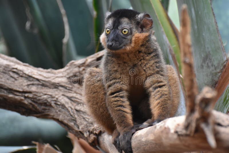 Breathtaking Image of a Brown Collared Lemur. Breathtaking Image of a Brown Collared Lemur