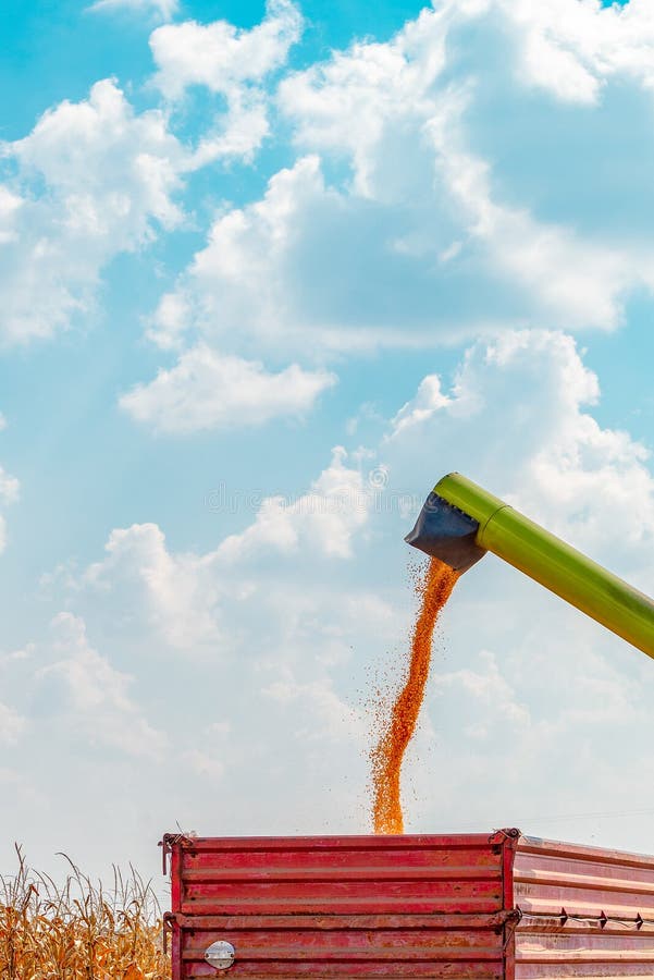 Συνδυάστε unloader θεριστικών μηχανών τα χύνοντας σιτάρια καλαμποκιού στο κάρρο φορτίου τρακτέρ στοκ εικόνες Συνδυάστε unloader θεριστικών μηχανών τα χύνοντας σιτάρια καλαμποκιού στο κάρρο φορτίου τρακτέρ στοκ εικόνες